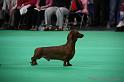 Crufts2011_2 1022